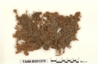 藏品(泥炭苔屬)的圖片